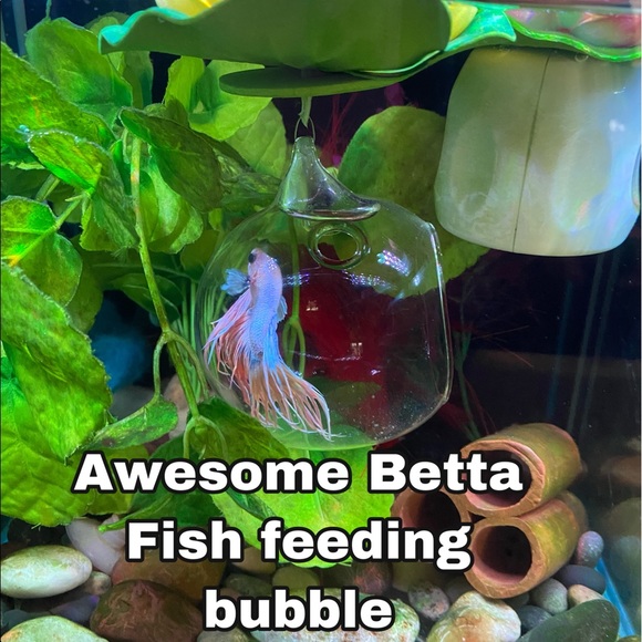 🔥Betta fish feeding house. No more messy tanks. - Picture 3 of 17